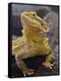 Bearded Dragon-Adam Jones-Framed Stretched Canvas