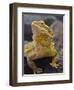 Bearded Dragon-Adam Jones-Framed Premium Photographic Print