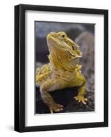 Bearded Dragon-Adam Jones-Framed Premium Photographic Print