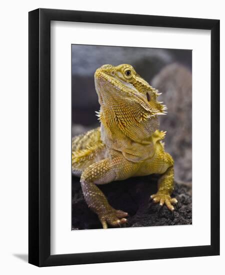 Bearded Dragon-Adam Jones-Framed Premium Photographic Print