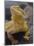 Bearded Dragon-Adam Jones-Mounted Premium Photographic Print