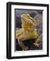 Bearded Dragon-Adam Jones-Framed Photographic Print