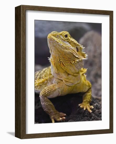 Bearded Dragon-Adam Jones-Framed Photographic Print