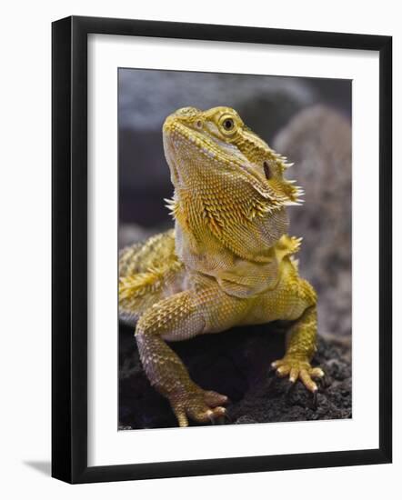 Bearded Dragon-Adam Jones-Framed Photographic Print