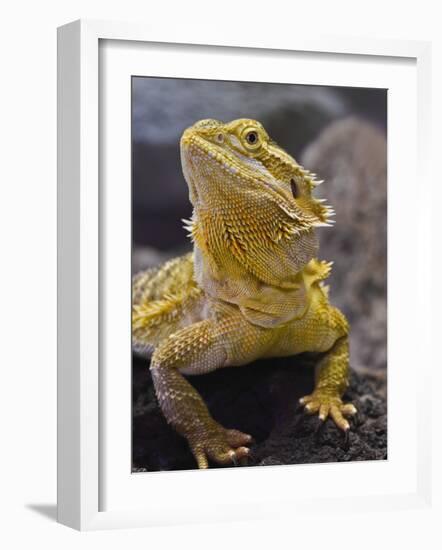 Bearded Dragon-Adam Jones-Framed Photographic Print