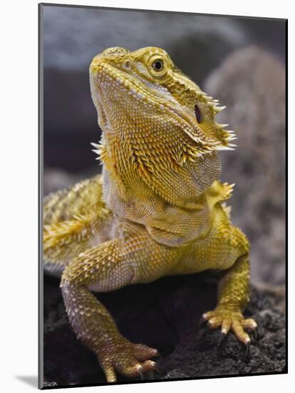 Bearded Dragon-Adam Jones-Mounted Photographic Print