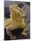 Bearded Dragon-Adam Jones-Mounted Photographic Print