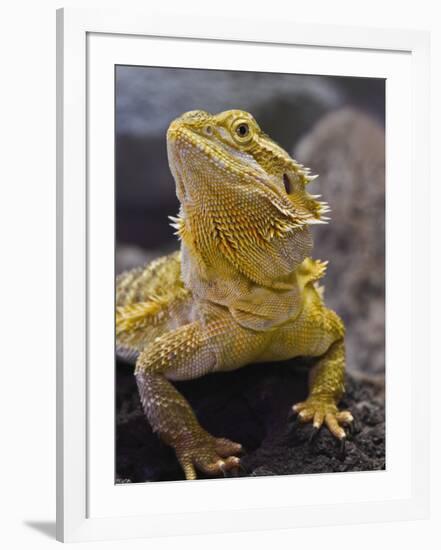 Bearded Dragon-Adam Jones-Framed Photographic Print