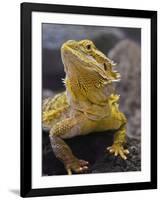 Bearded Dragon-Adam Jones-Framed Photographic Print