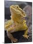 Bearded Dragon-Adam Jones-Mounted Photographic Print