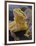 Bearded Dragon-Adam Jones-Framed Photographic Print