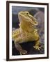 Bearded Dragon-Adam Jones-Framed Photographic Print