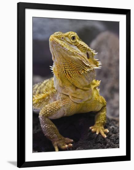 Bearded Dragon-Adam Jones-Framed Photographic Print