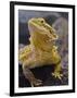 Bearded Dragon-Adam Jones-Framed Photographic Print