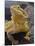 Bearded Dragon-Adam Jones-Mounted Photographic Print