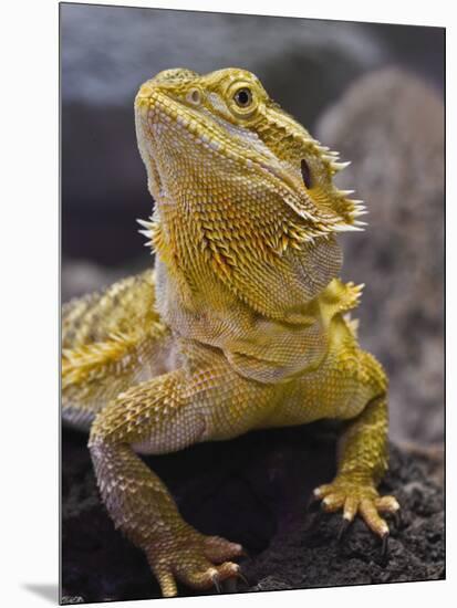 Bearded Dragon-Adam Jones-Mounted Photographic Print