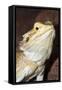 Bearded Dragon-null-Framed Stretched Canvas