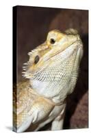 Bearded Dragon-null-Stretched Canvas