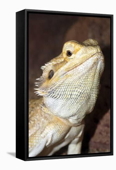 Bearded Dragon-null-Framed Stretched Canvas