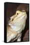Bearded Dragon-null-Framed Stretched Canvas