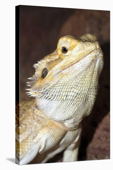 Bearded Dragon-null-Stretched Canvas