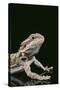 Bearded Dragon-DLILLC-Stretched Canvas