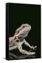 Bearded Dragon-DLILLC-Framed Stretched Canvas