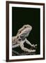 Bearded Dragon-DLILLC-Framed Premium Photographic Print