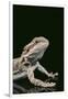 Bearded Dragon-DLILLC-Framed Premium Photographic Print