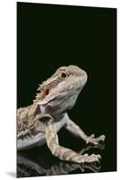 Bearded Dragon-DLILLC-Mounted Premium Photographic Print