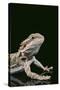 Bearded Dragon-DLILLC-Stretched Canvas