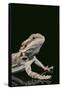 Bearded Dragon-DLILLC-Framed Stretched Canvas