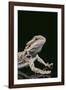 Bearded Dragon-DLILLC-Framed Photographic Print