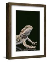 Bearded Dragon-DLILLC-Framed Photographic Print