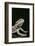 Bearded Dragon-DLILLC-Framed Photographic Print