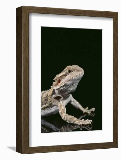 Bearded Dragon-DLILLC-Framed Photographic Print