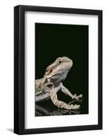 Bearded Dragon-DLILLC-Framed Photographic Print
