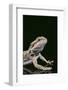 Bearded Dragon-DLILLC-Framed Photographic Print