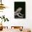 Bearded Dragon-DLILLC-Photographic Print displayed on a wall