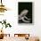 Bearded Dragon-DLILLC-Framed Photographic Print displayed on a wall
