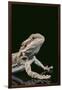 Bearded Dragon-DLILLC-Framed Photographic Print