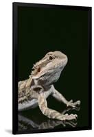 Bearded Dragon-DLILLC-Framed Photographic Print