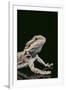 Bearded Dragon-DLILLC-Framed Photographic Print