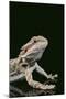 Bearded Dragon-DLILLC-Mounted Photographic Print