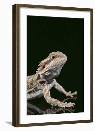 Bearded Dragon-DLILLC-Framed Photographic Print