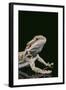 Bearded Dragon-DLILLC-Framed Photographic Print