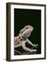 Bearded Dragon-DLILLC-Framed Photographic Print