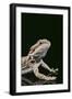 Bearded Dragon-DLILLC-Framed Photographic Print