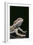 Bearded Dragon-DLILLC-Framed Photographic Print