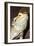 Bearded Dragon-null-Framed Photographic Print